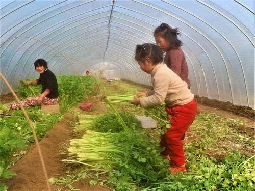 海南种植蔬菜的收益