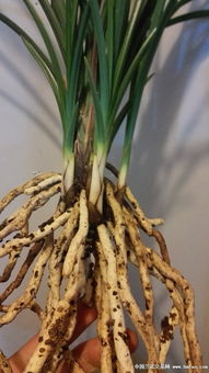 懒人养草， 轻松种出美丽家园