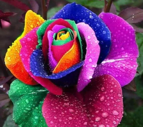 盆栽玫瑰花的种植方法