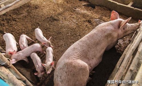 母猪难养，究竟是什么原因导致的