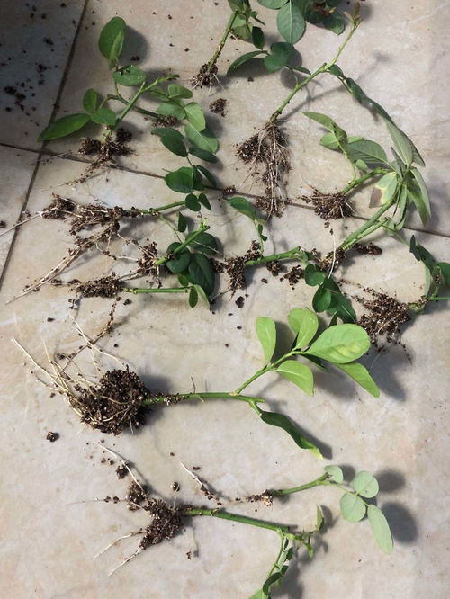 党参种植的时机：一场与自然的对话