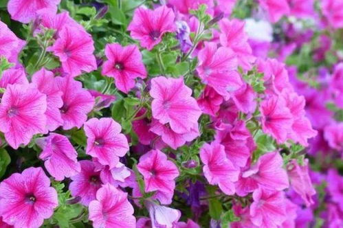 牵牛花5月开？花期超长从5月到秋季