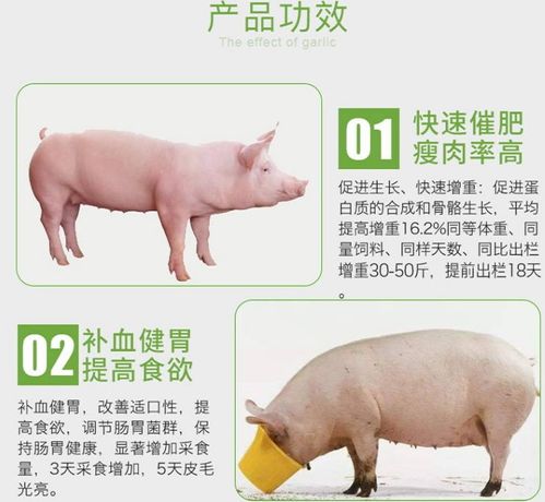 猪催肥，指通过科学饲养方法