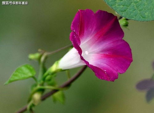 牵牛花又称“喇叭花？”