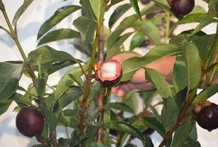 台风季， 山竹树如何度过危机