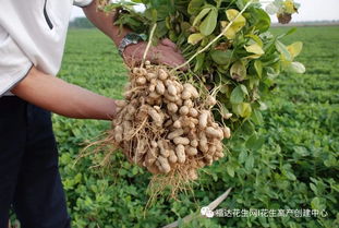 花生农药的种类