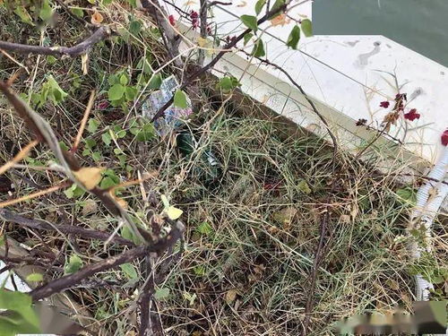 现象：局部秃斑、 杂草丛生