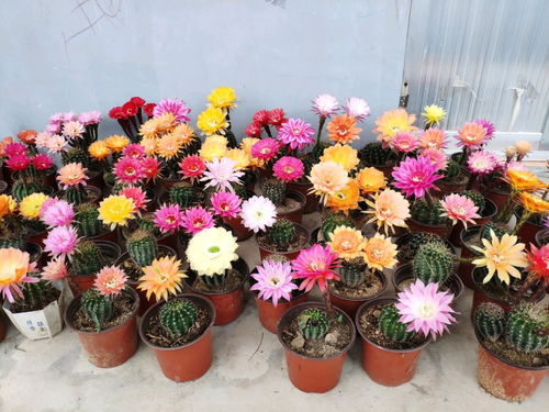 开花机器名不虚传！