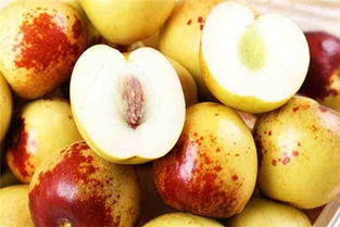 金枣盆栽， 养出家中小绿意