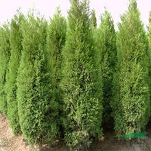 2.1 塔柏的植物学特征