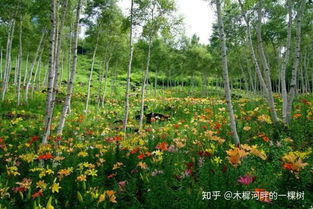 梗多花镜、花海种植推荐