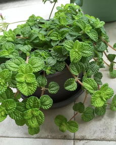 苔藓：暗夜精灵的生命传奇