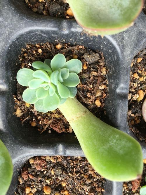 丁香多肉为什么喜欢阳光？如何正确给丁香多肉晒太阳避免晒伤