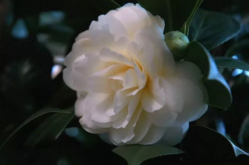 白茶花，清雅高洁