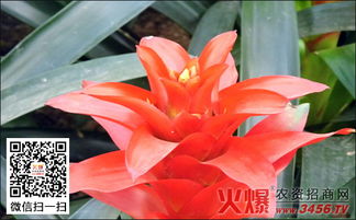 施肥也要有技巧