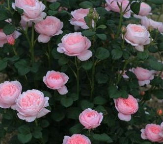 1. 小苗不易复花