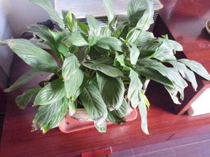 如何解决白掌叶子发黄的问题？