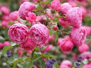 寻找大游行艾拉绒球粉色达芬奇藤本月季