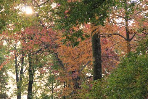 果树的甘甜，生活的滋味