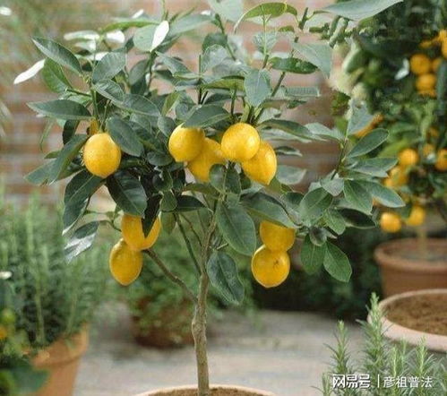 想种香水柠檬？这份超简单种植方法