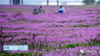 六、 我国著名的苗木集中产区