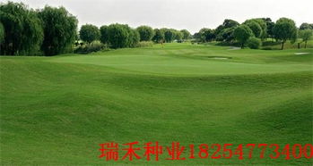 草坪新生命的诞生，背后藏着多少辛酸泪