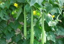 四月的北方菜园：黄瓜、 丝瓜、西葫芦、空心菜的舞台