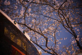 樱花绽放，为何花瓣层层脱落