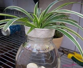 水培植物怎么养？新手也能养好的懒人水培攻略
