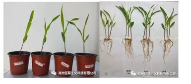 三岛柴胡：我们的宝贝， 除草剂的选择大揭秘