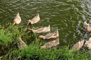 净化水质的小嫩手
