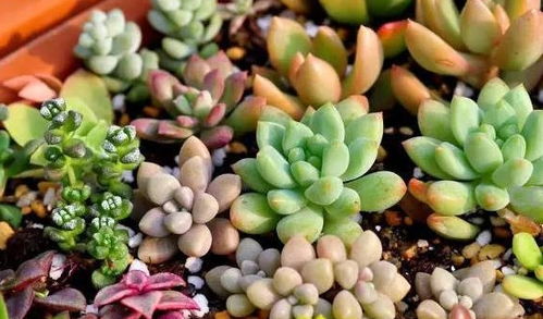 室内养多肉植物对人体健康有潜在危害吗