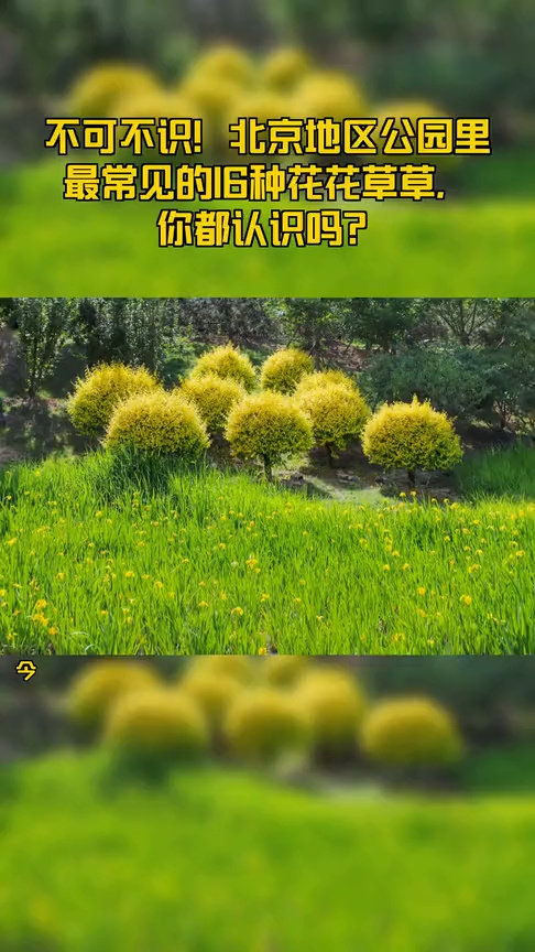 常见草草品种，你认识几个？