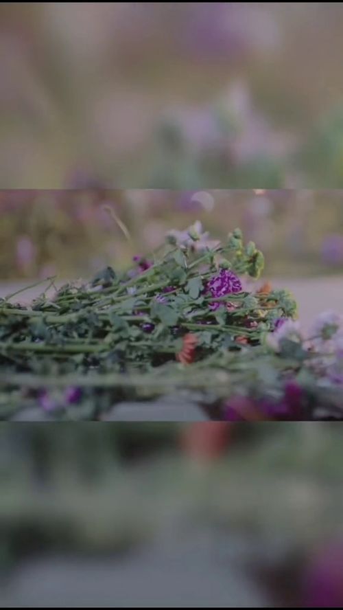 坚韧花朵的力量（勇敢与希望的花海）能否激发我们面对困境时的勇气和希望
