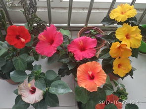 华南四季花开的秘密