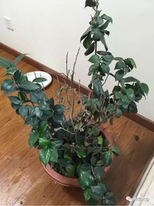 茶花适合在室内养吗？这几个小技巧你知道吗
