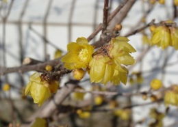 腊梅花的食用与药用价值