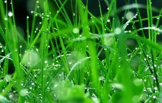 复配方法， 让你轻松除草