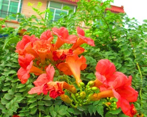 凌霄花换盆：春季Zui合适