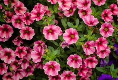 校园花草的养护要点：简单、 漂亮、好养活