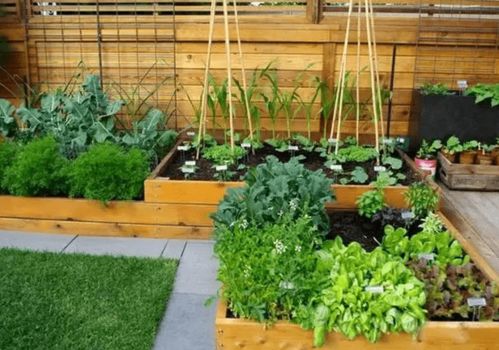 一月份种菜小攻略：长沙的冬季菜园