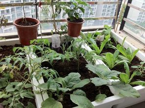 婆婆70岁， 种菜乐趣多