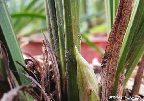 燕子掌为什么不开花？可能是缺少阳光和水分吧