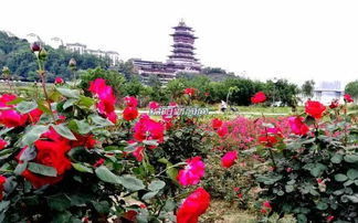 濮阳月季， 花中皇后美不胜收