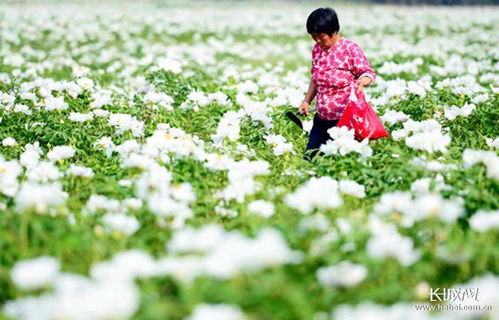 玉兰、 牡丹、芍药，这些花儿真富贵
