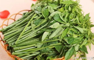 绿色蔬菜有哪些？这几种家常菜你一定吃过