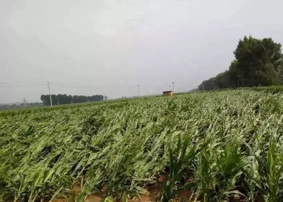 玉米脱粒后及时晒干，利于长期保存