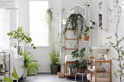 家里干燥，养什么花嫩增加湿气？