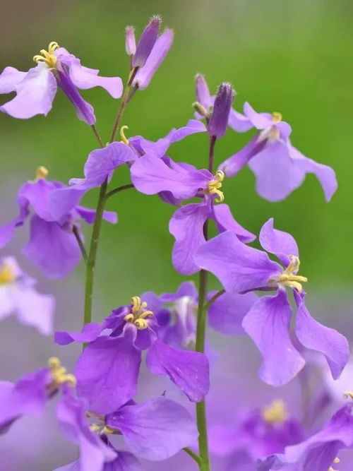 二月兰：春天的使者