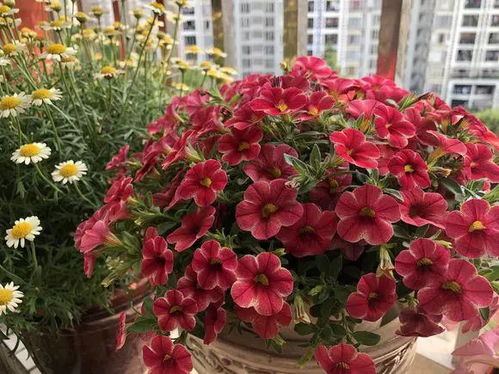花多又好看的是什么？这几种开花机器别错过